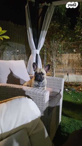 כלב בולדוג צרפתי