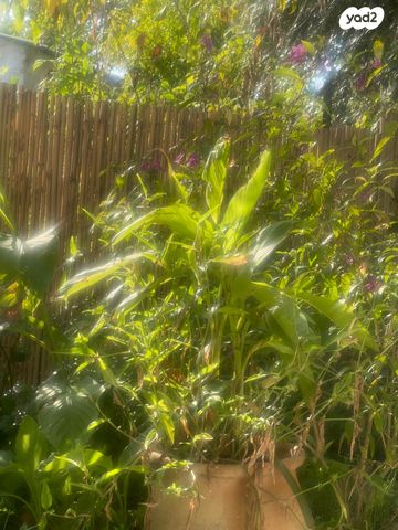 דרך הפרחים 7