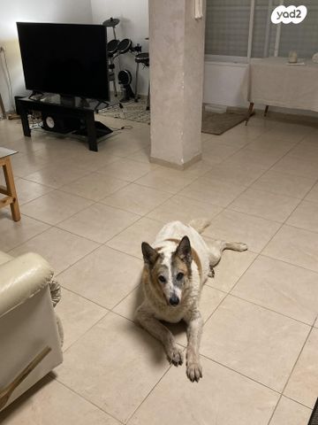 דירה, התורן 25, מגדים, מגדים