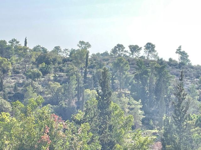 דירת גן, אורן 46, החורש, חריש