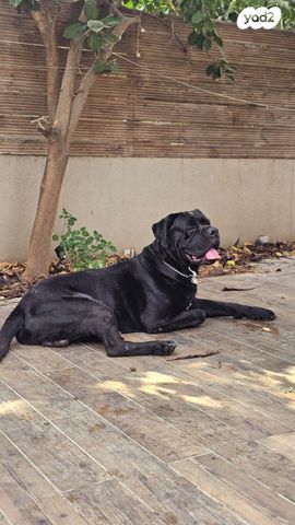 כלב קאנה קורסו