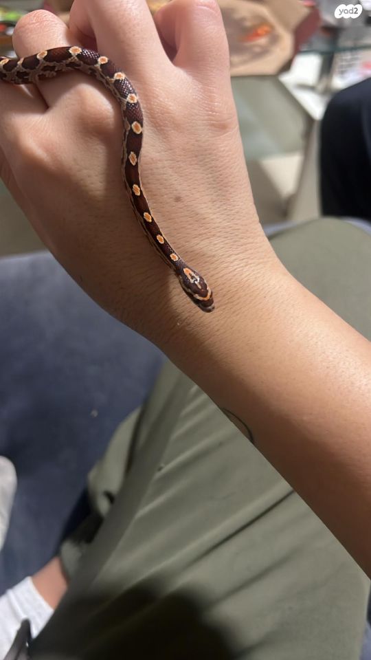 זוחל כרכן תירס