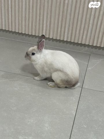 תמונת מודעה - חיות מחמד