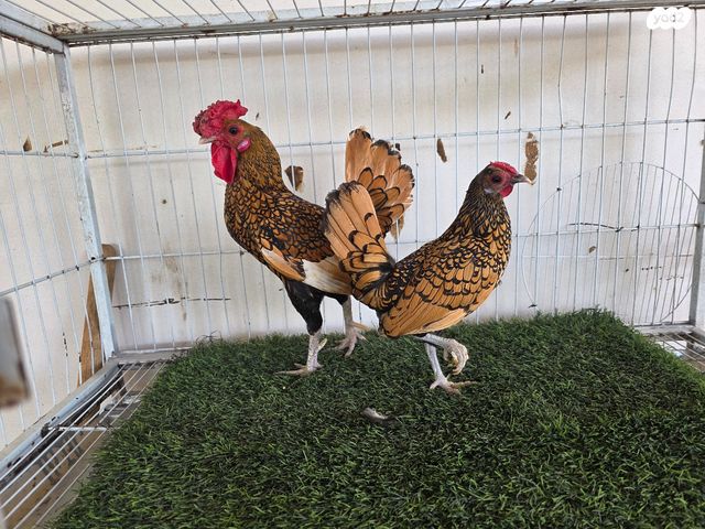 תמונת מודעה - חיות מחמד