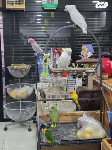 תמונת מודעה - חיות מחמד