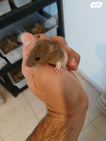 תמונת מודעה - חיות מחמד