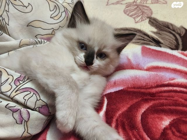 תמונת מודעה - חיות מחמד