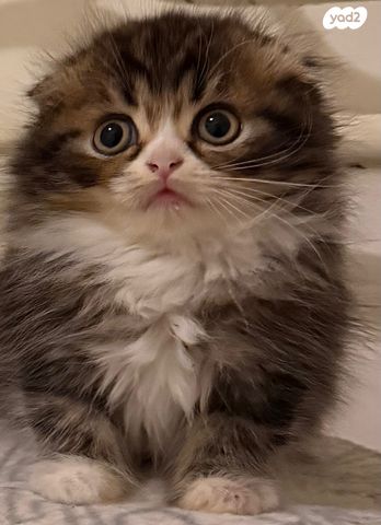 תמונת מודעה - חיות מחמד