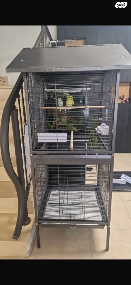 תמונת מודעה - חיות מחמד