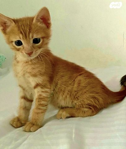 תמונת מודעה - חיות מחמד