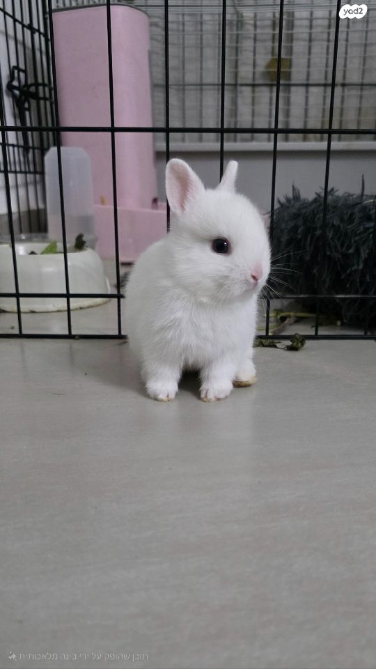 תמונת מודעה - חיות מחמד