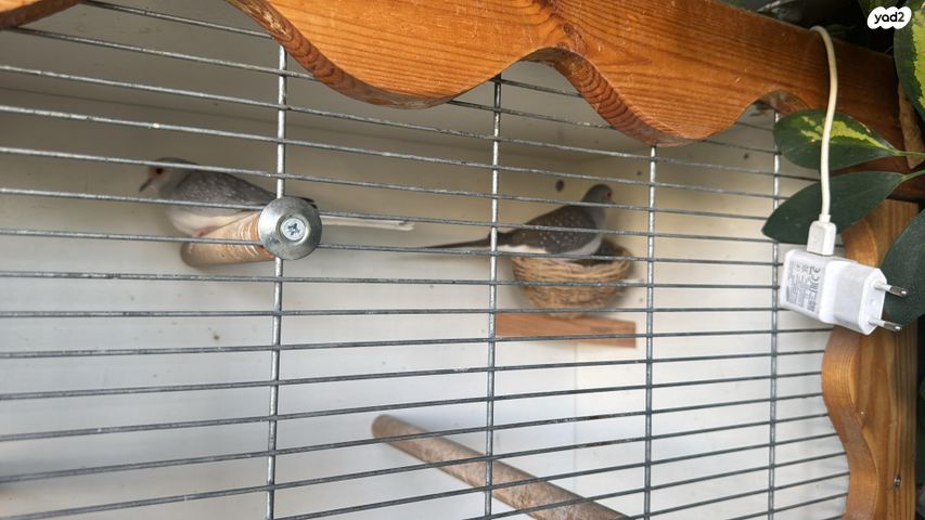 תמונת מודעה - חיות מחמד