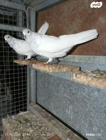 תמונת מודעה - חיות מחמד