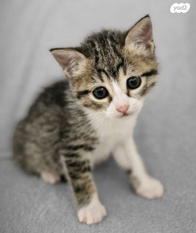 תמונת מודעה - חיות מחמד