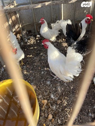 תמונת מודעה - חיות מחמד