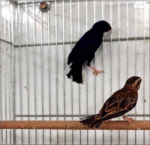 תמונת מודעה - חיות מחמד