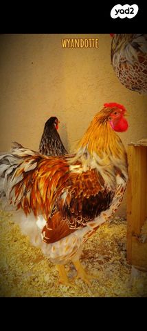 תמונת מודעה - חיות מחמד