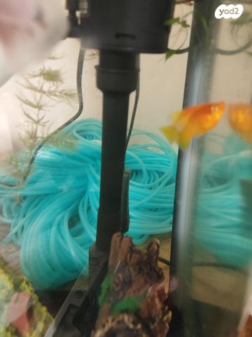 תמונת מודעה - חיות מחמד