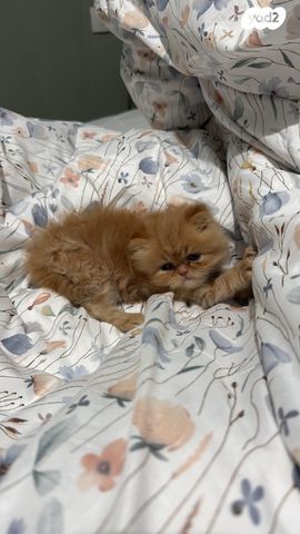 תמונת מודעה - חיות מחמד