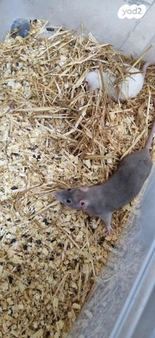 תמונת מודעה - חיות מחמד