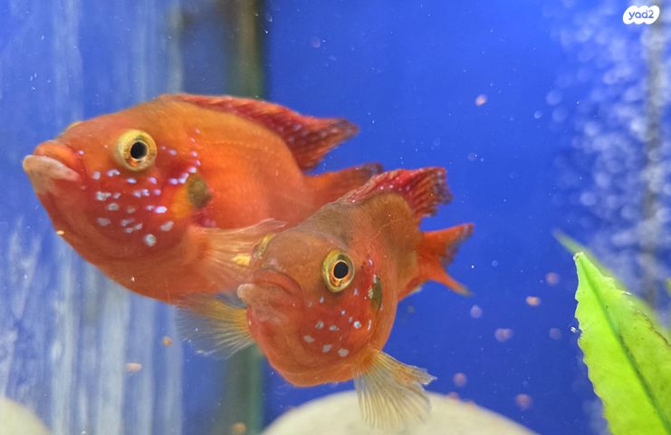 תמונת מודעה - חיות מחמד