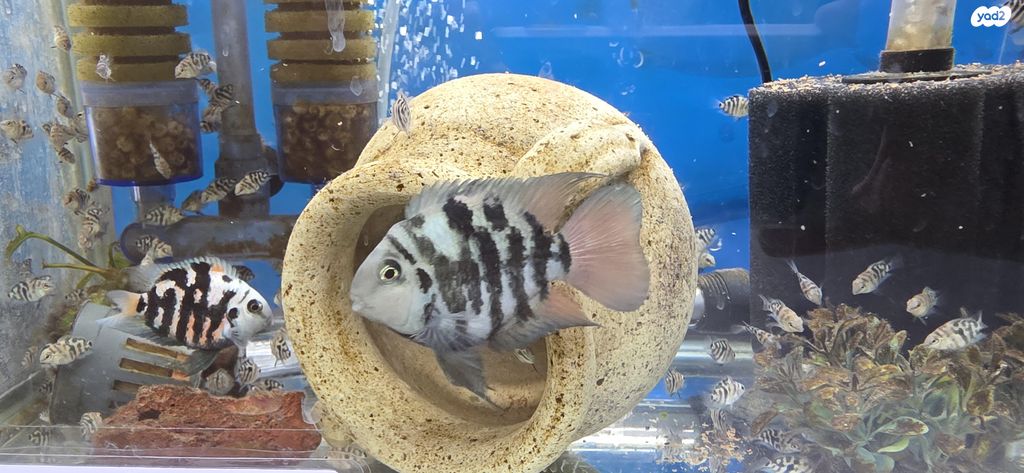 תמונת מודעה - חיות מחמד