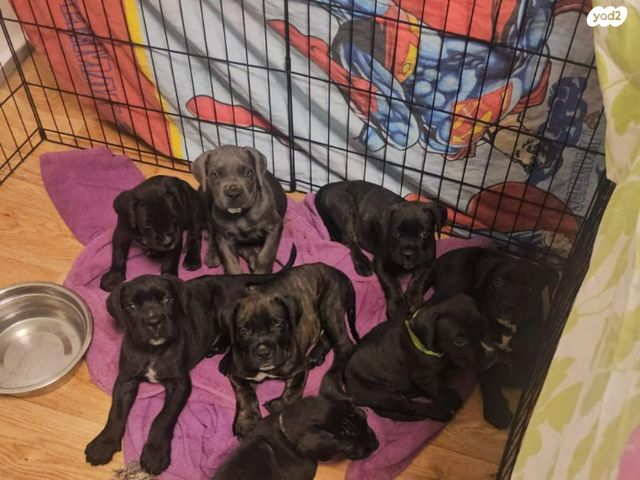 תמונת מודעה - חיות מחמד