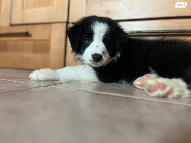 תמונת מודעה - חיות מחמד