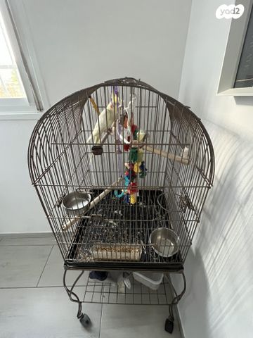 תמונת מודעה - חיות מחמד