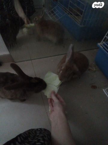 תמונת מודעה - חיות מחמד