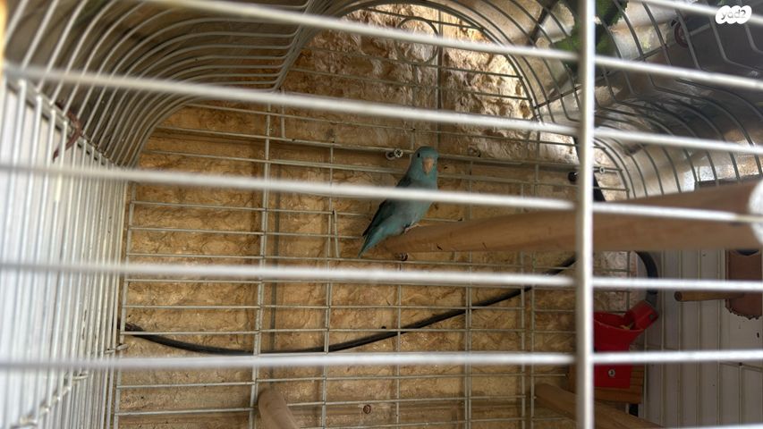 תמונת מודעה - חיות מחמד