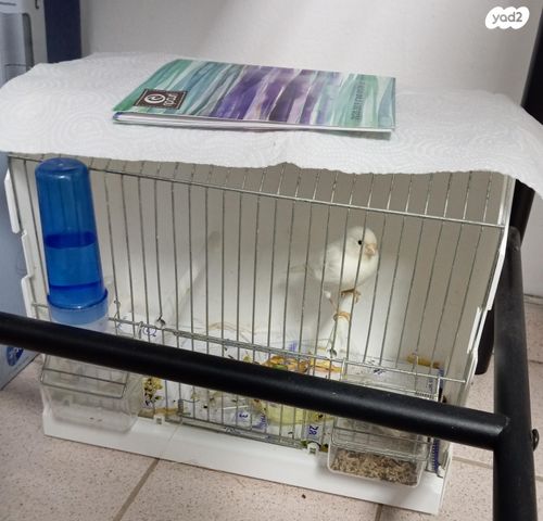 תמונת מודעה - חיות מחמד