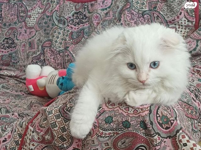 תמונת מודעה - חיות מחמד