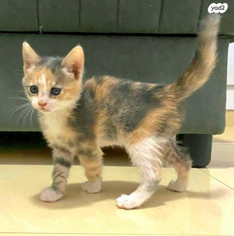 תמונת מודעה - חיות מחמד