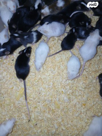 תמונת מודעה - חיות מחמד