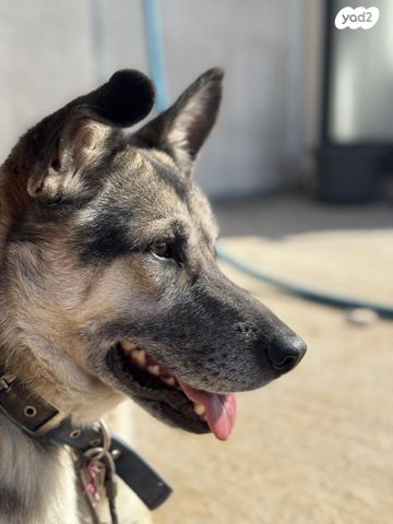 תמונת מודעה - חיות מחמד