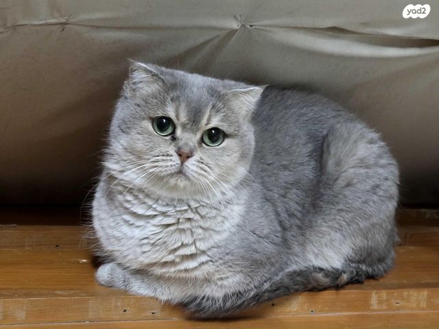 תמונת מודעה - חיות מחמד