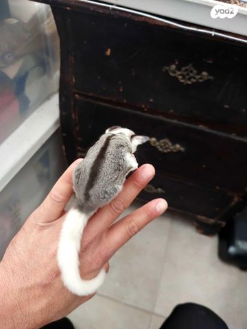 תמונת מודעה - חיות מחמד