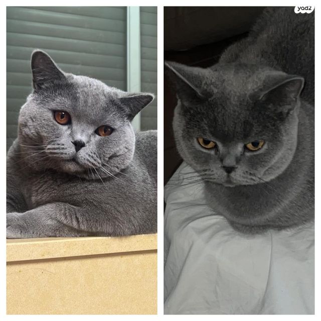 תמונת מודעה - חיות מחמד