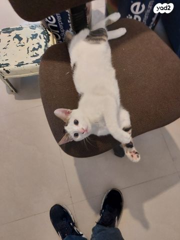 תמונת מודעה - חיות מחמד