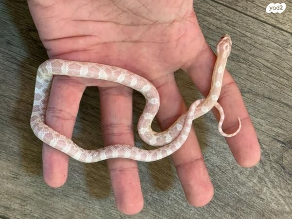 תמונת מודעה - חיות מחמד