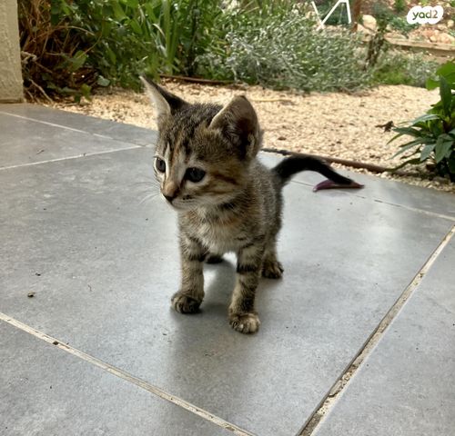 תמונת מודעה - חיות מחמד