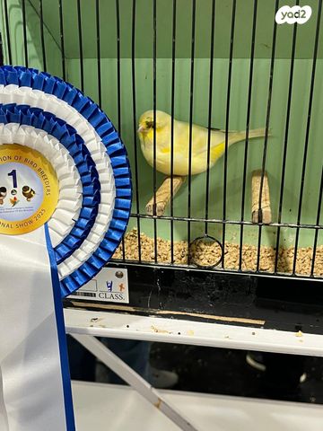 תמונת מודעה - חיות מחמד