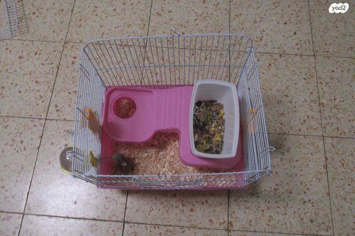 תמונת מודעה - חיות מחמד