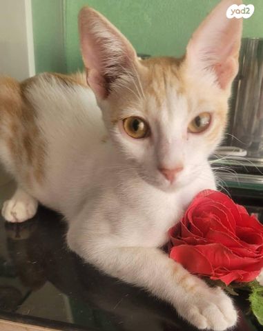 תמונת מודעה - חיות מחמד