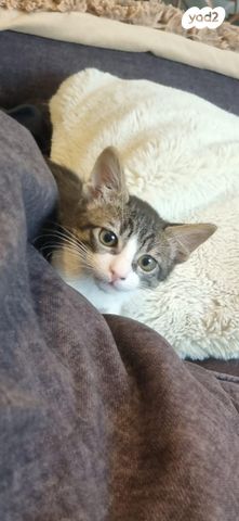 תמונת מודעה - חיות מחמד