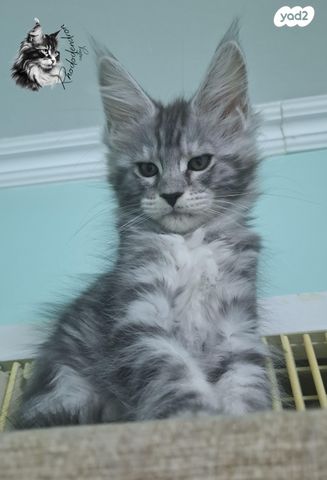 תמונת מודעה - חיות מחמד