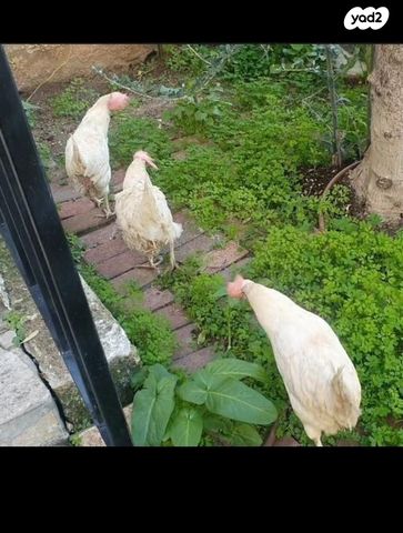 תמונת מודעה - חיות מחמד