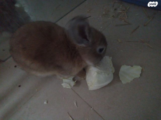 מכרסם ארנב ננסי