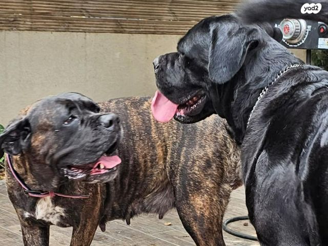 כלב קאנה קורסו